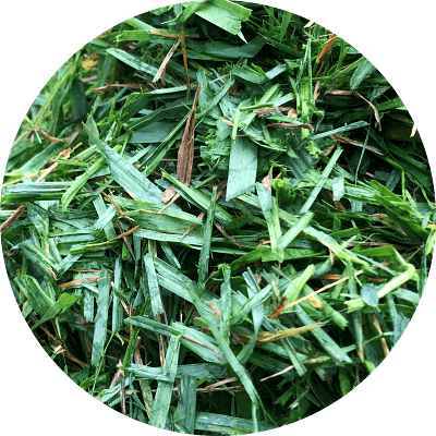 Bana grass