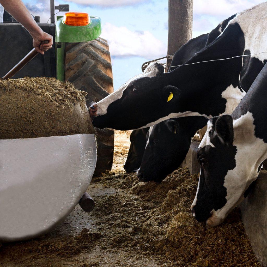 Better forage quality, increased milk & meat production