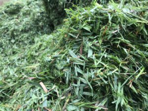 Chopped grass